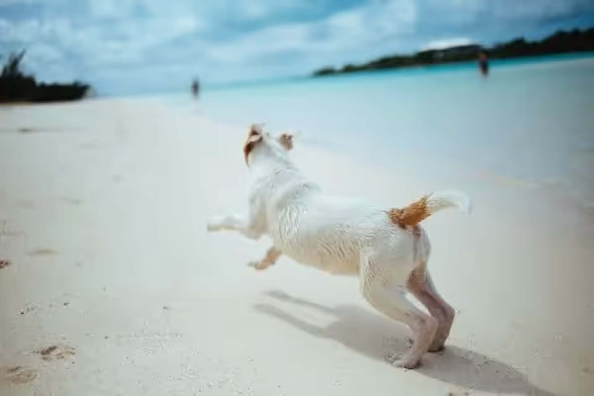 Exploring Pet-Friendly Beaches: A Guide for Fun and Safety